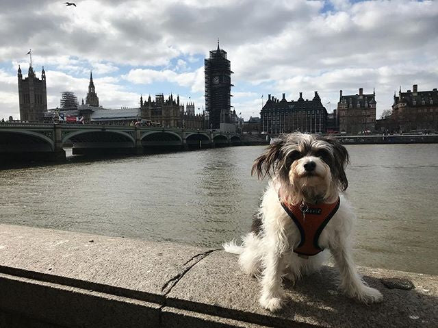 Dog Travel Guide: The Best Dog-Friendly Spots in the UK – Dogs of Dorridge